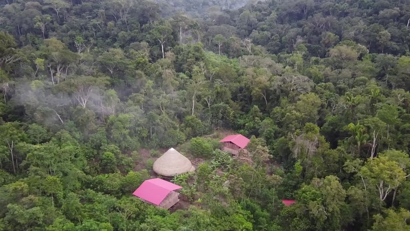 Forêt de Samsara